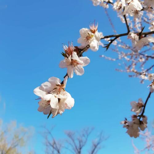 室内设计空间布局技巧,设计师把春天带回家